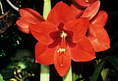 Amaryllis longifolia flowers