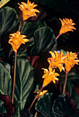 Calthea crocata flowers