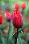 Tulip (Tulipa 'Couleur Cardinal')