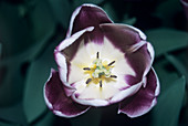 Tulip (Tulipa 'Arabian Mystery')