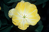 Tulip (Tulipa 'Creme Upstar)