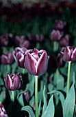 Tulip (Tulipa 'Jackpot')