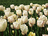 Tulip (Tulipa Gander's Overture')