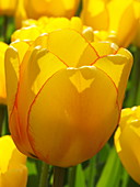 Tulip (Tulipa 'Rainbow Warrior')