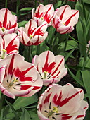 Tulip (Tulipa 'Ice Follies')