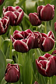 Tulip (Tulipa 'Jackpot')