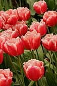 Tulip (Tulipa 'Fine Art')