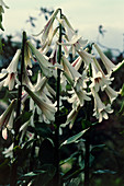 Cardiocrinum giganteum lilies