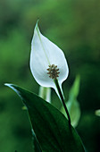 Peace lily (Spathiphyllum wallisii)