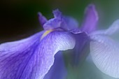 Japanese water iris (Iris ensata)