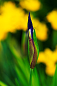 Iris (Iris laevigata 'Colchester')