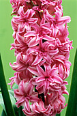 Double hyacinth 'Chestnut Flower'