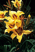 Daylilies (Hemerocallis 'Bonanza')