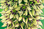 Pineapple lily (Eucomis bicolor)