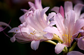 Magic lily (Lycoris squamigera)