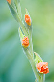 Gladiolus flower buds
