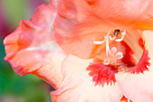 Gladiolus flower