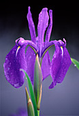 Japanese water iris (Iris laevigata)