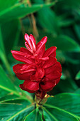 Red ginger (Alpinia purpurata)