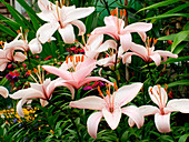 Regal lily (Lilium 'Vogue')