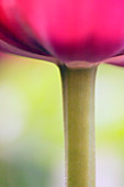 Tulip stem (Tulipa sp.)