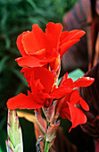 Canna lily 'Lucifer'