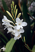 Cape bugle-lily 'Arderne's White'