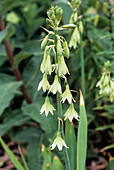Galtonia flowers (Galtonia regalis)