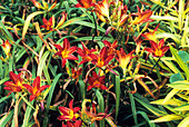 Daylily (Hemerocallis 'Shining Plumage')