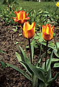 Tulip (Tulipa 'Gluck')