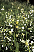 Few-flowered leek (Allium paradoxum)