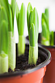 Daffodil shoots