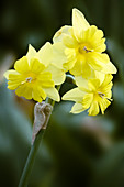 Split-cup daffodil (Narcissus tripartite)