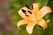 Orange orienpet lily (Lilium hybrid)