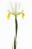 Iris flower (Iris sp.)
