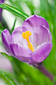 Crocus flower (Crocus sp.)