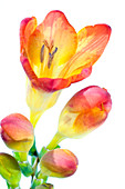 Freesia (Freesia sp.)