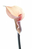 Arum lily (Zantedeschia sp.)