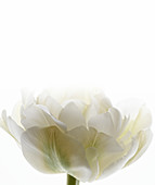 White tulip (Tulipa sp.)