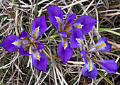 Peloponnese cretan iris (Iris cretensis)