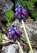 Wild grape hyacinth (Muscari commutatum)