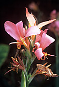 Canna lily 'Erebus'