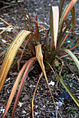 New Zealand flax (Phormium 'Jester')