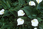 Arum lily (Zantedeschia aethiopica)