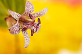 Toad lily (Tricyrtis hirta)