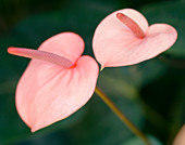 Painter's palette (Anthurium andreanum)