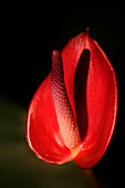 Painter's palette (Anthurium andraeanum)