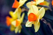Yellow daffodils (Narcissus)