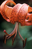 Lily flower (Lilium 'Minos')