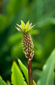 Pineapple lily flower (Eucomis bicolor)
